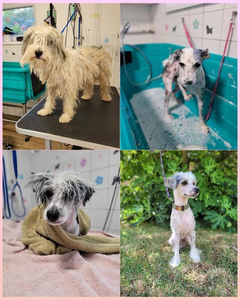 Kristóf, male Mixed Breed for adoption at Vackoló Állatmenhely Veszprém, Vackolo photo 2