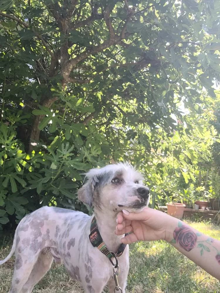 Kristóf, male Mixed Breed for adoption at Vackoló Állatmenhely Veszprém, Vackolo photo 4