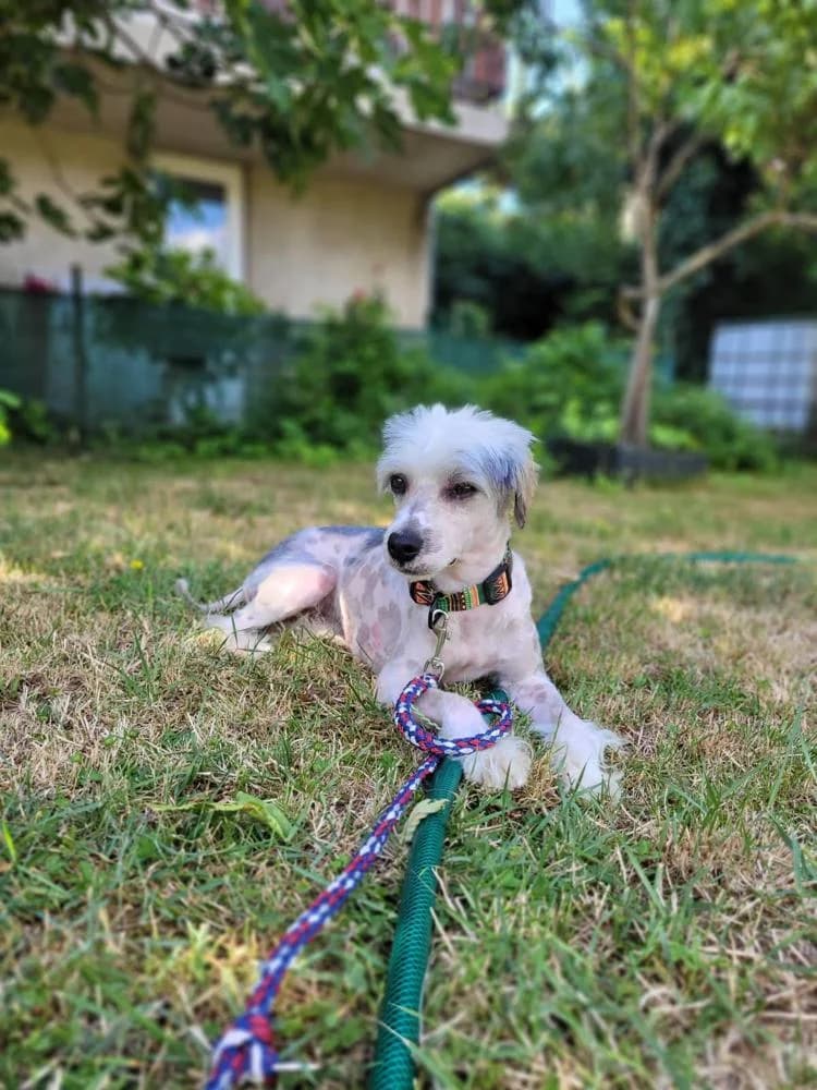 Kristóf, male Mixed Breed for adoption at Vackoló Állatmenhely Veszprém, Vackolo photo 5