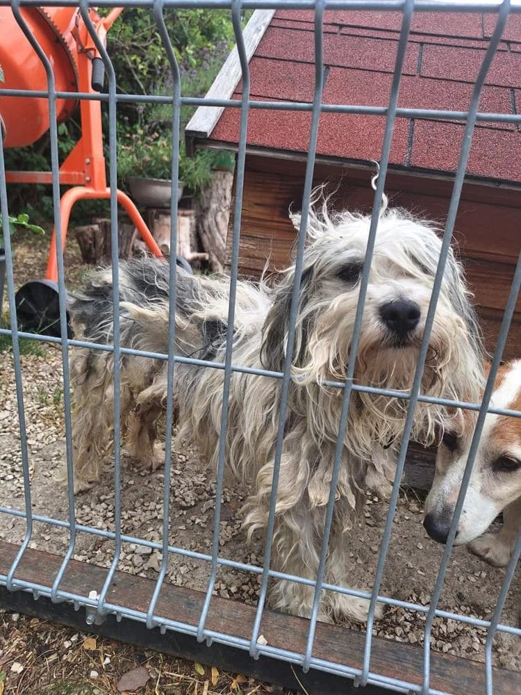 Kristóf, male Mixed Breed for adoption at Vackoló Állatmenhely Veszprém, Vackolo photo 6