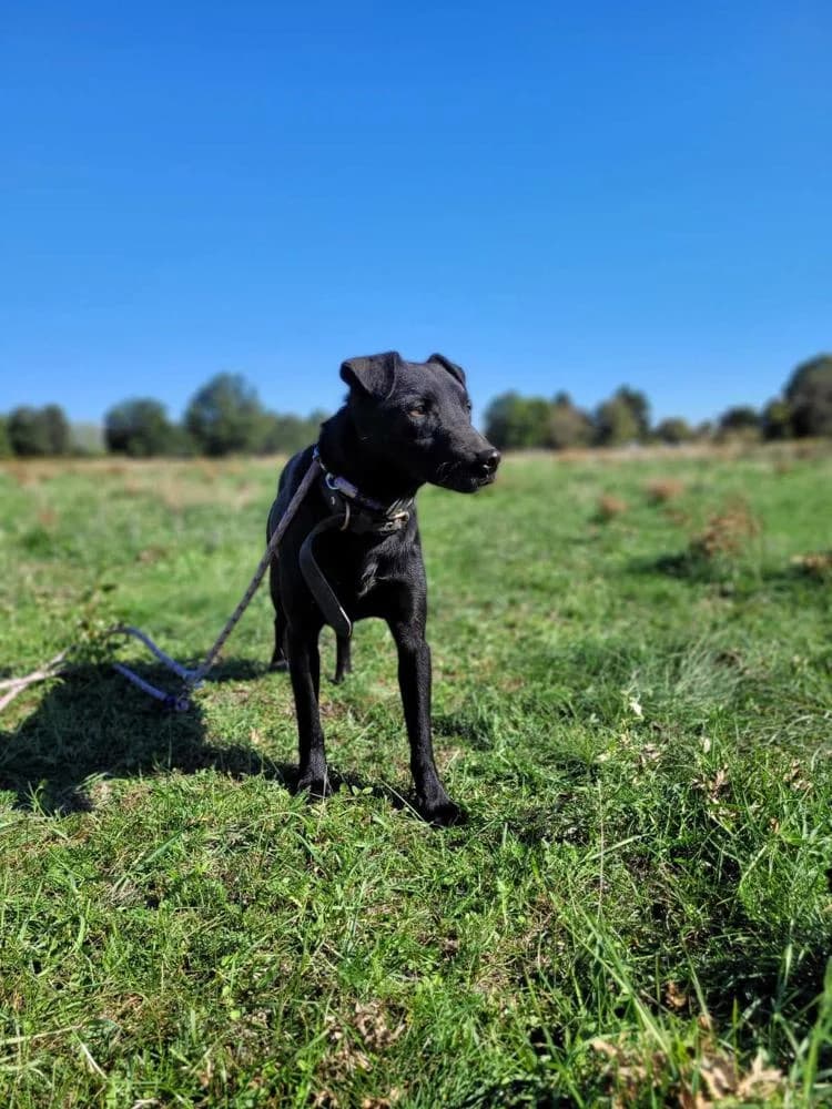 Szurok, male Mixed Breed for adoption at Vackoló Állatmenhely Veszprém, Vackolo photo 2