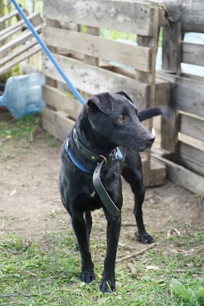 Szurok, male Mixed Breed for adoption at Vackoló Állatmenhely Veszprém, Vackolo photo 4