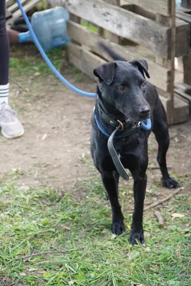 Szurok, male Mixed Breed for adoption at Vackoló Állatmenhely Veszprém, Vackolo photo 5