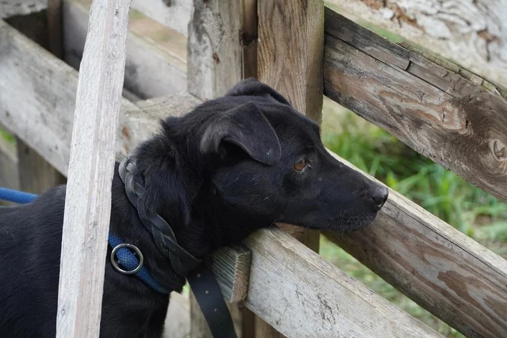 Szurok, male Mixed Breed for adoption at Vackoló Állatmenhely Veszprém, Vackolo photo 6