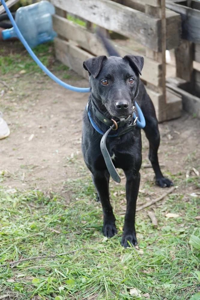 Szurok, male Mixed Breed for adoption at Vackoló Állatmenhely Veszprém, Vackolo photo 7