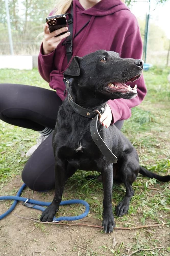 Szurok, male Mixed Breed for adoption at Vackoló Állatmenhely Veszprém, Vackolo photo 8