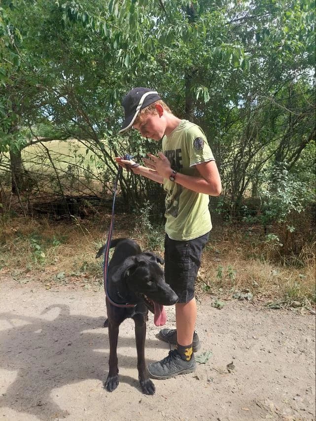 Janó, male Mixed Breed for adoption at Vackoló Állatmenhely Veszprém, Vackolo photo 4
