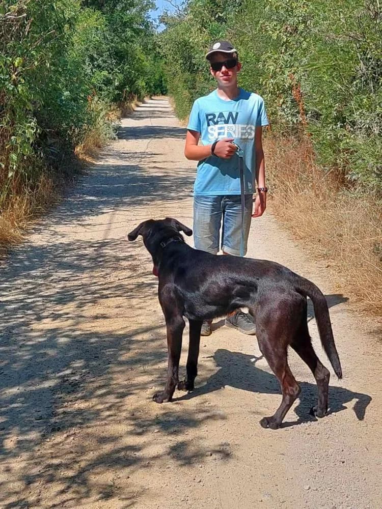 Janó, male Mixed Breed for adoption at Vackoló Állatmenhely Veszprém, Vackolo photo 5