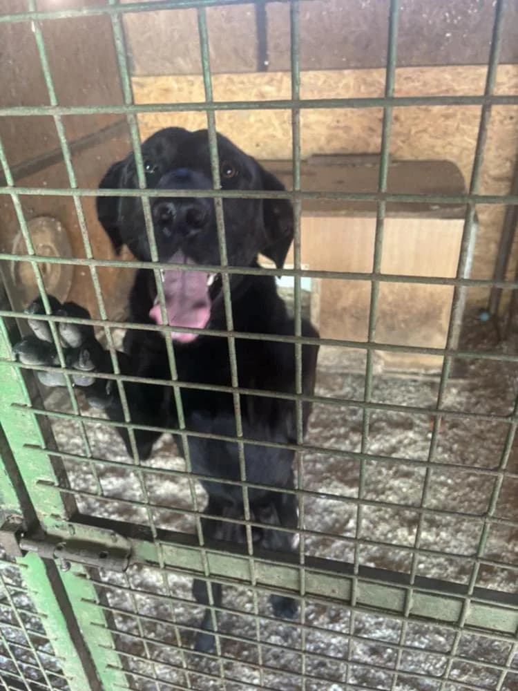 Janó, male Mixed Breed for adoption at Vackoló Állatmenhely Veszprém, Vackolo photo 6
