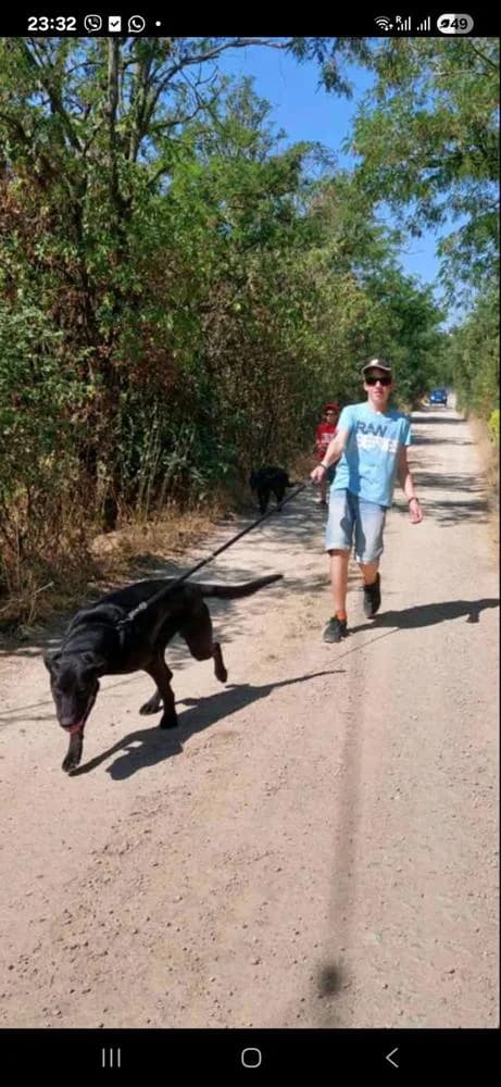 Janó, male Mixed Breed for adoption at Vackoló Állatmenhely Veszprém, Vackolo photo 7
