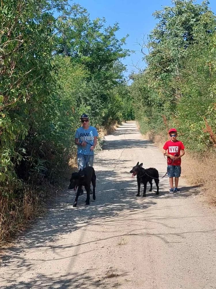 Janó, male Mixed Breed for adoption at Vackoló Állatmenhely Veszprém, Vackolo photo 8