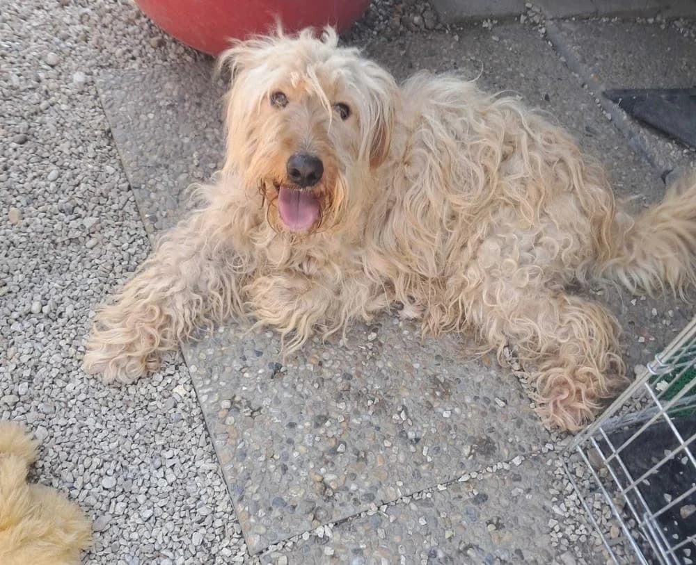 Mustár, male Mixed Breed for adoption at Vackoló Állatmenhely Veszprém, Vackolo photo 2