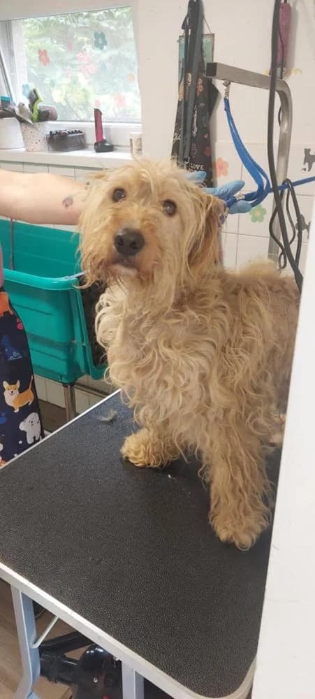 Mustár, male Mixed Breed for adoption at Vackoló Állatmenhely Veszprém, Vackolo photo 4