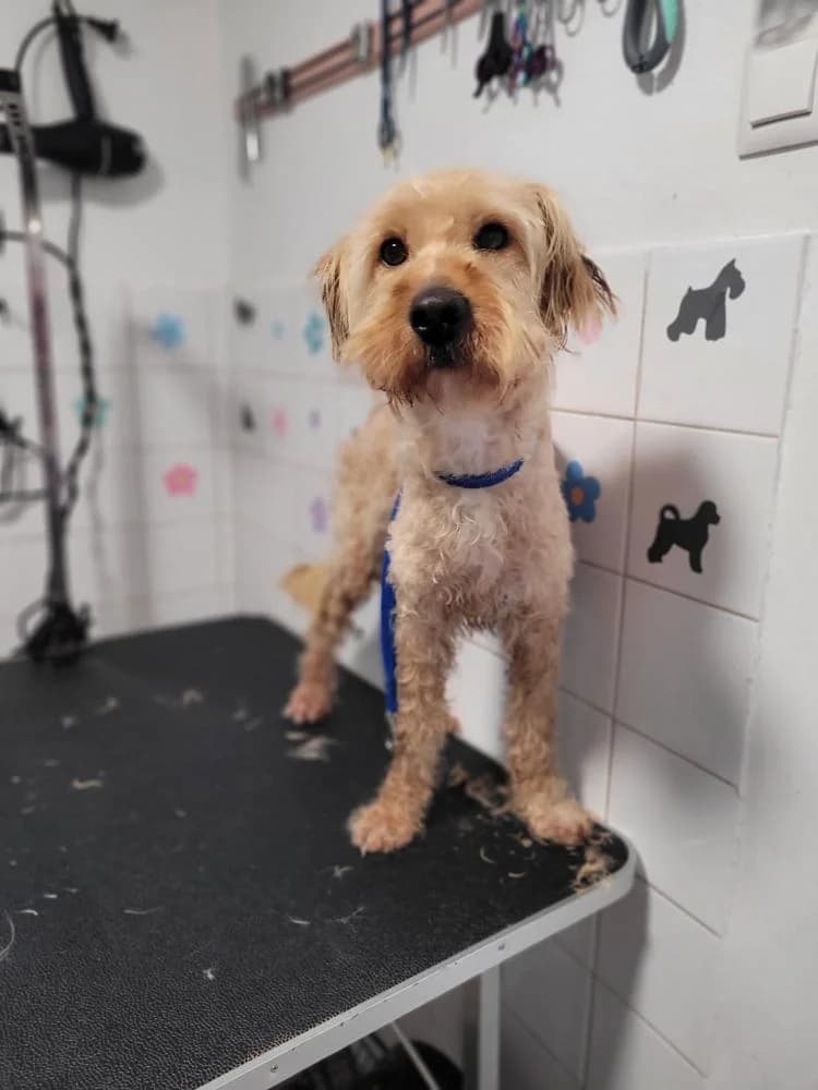 Mustár, male Mixed Breed for adoption at Vackoló Állatmenhely Veszprém, Vackolo photo 5