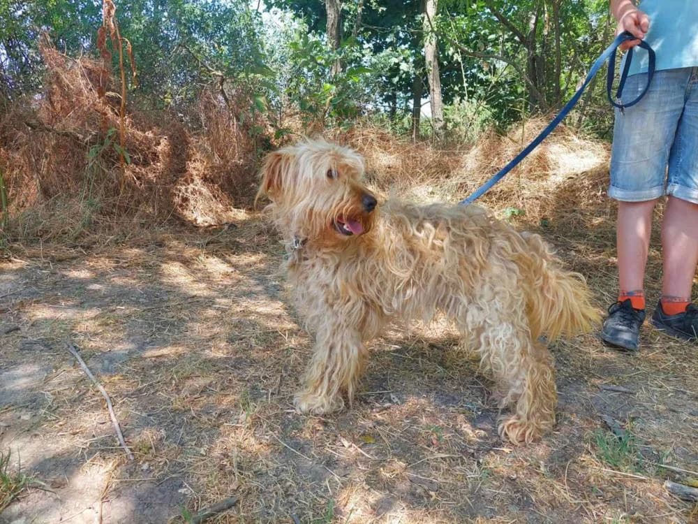 Mustár, male Mixed Breed for adoption at Vackoló Állatmenhely Veszprém, Vackolo photo 6