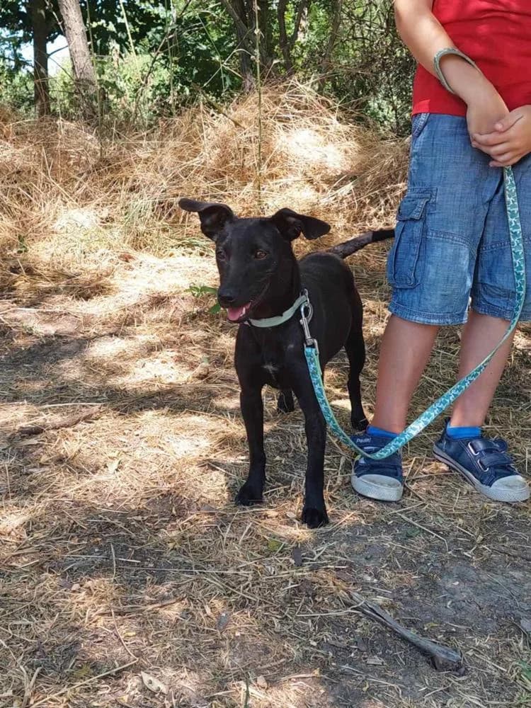 Mókus, female Mixed Breed for adoption at Vackoló Állatmenhely Veszprém, Vackolo photo 2