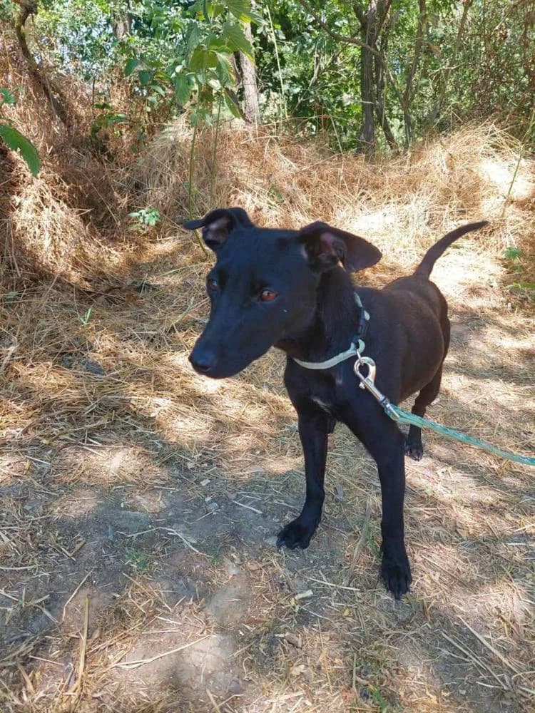 Mókus, female Mixed Breed for adoption at Vackoló Állatmenhely Veszprém, Vackolo photo 4