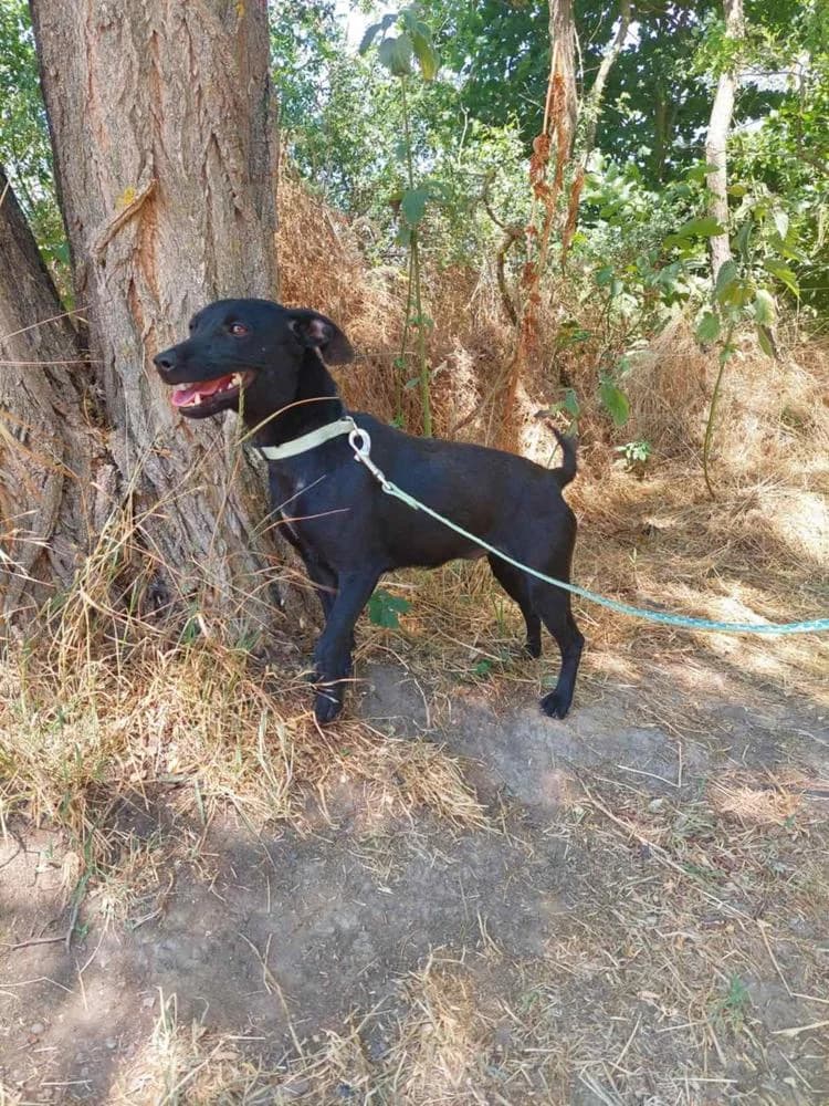 Mókus, female Mixed Breed for adoption at Vackoló Állatmenhely Veszprém, Vackolo photo 5
