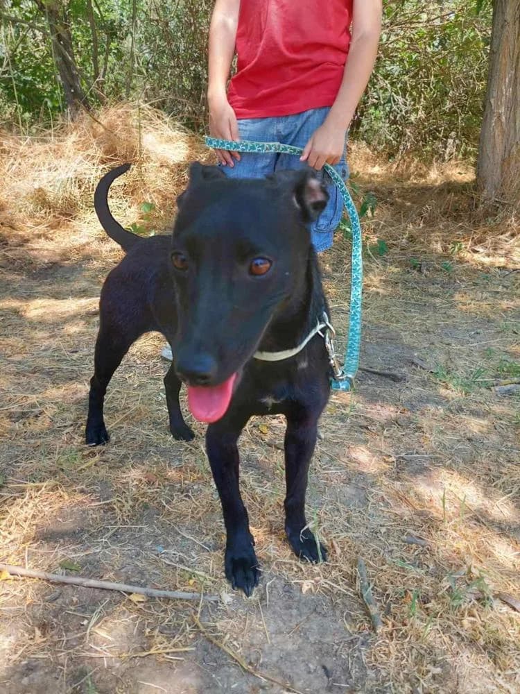 Mókus, female Mixed Breed for adoption at Vackoló Állatmenhely Veszprém, Vackolo photo 6