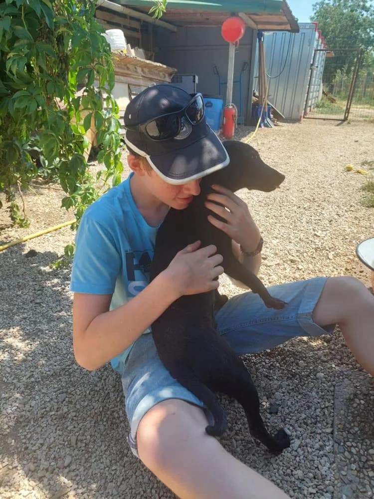 Mókus, female Mixed Breed for adoption at Vackoló Állatmenhely Veszprém, Vackolo photo 7