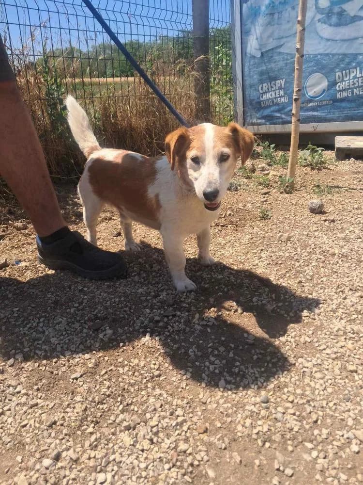 Woody, male Mixed Breed for adoption at Vackoló Állatmenhely Veszprém, Vackolo photo 2