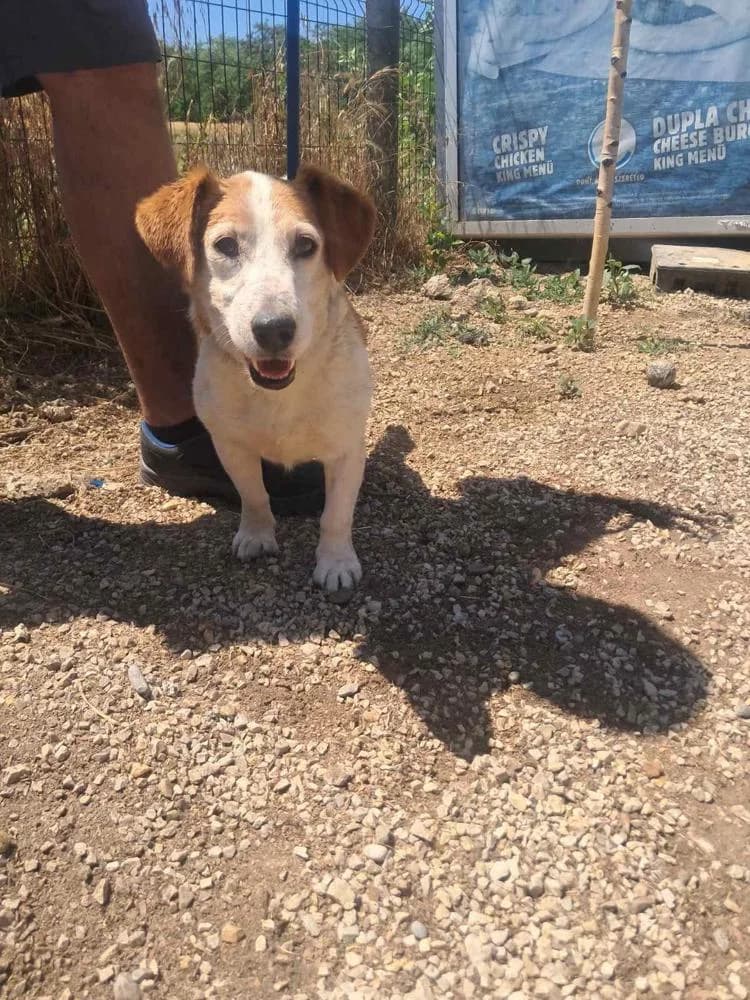Woody, male Mixed Breed for adoption at Vackoló Állatmenhely Veszprém, Vackolo photo 4