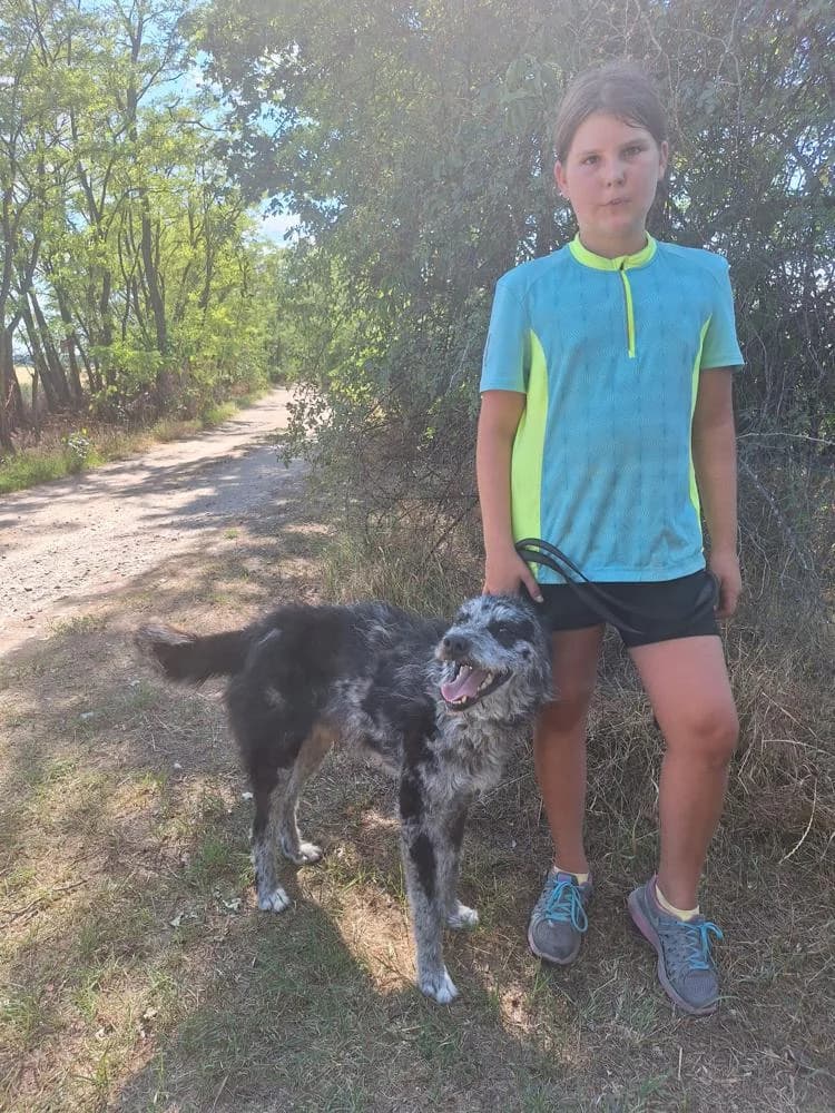 Titusz, male Mixed Breed for adoption at Vackoló Állatmenhely Veszprém, Vackolo photo 2