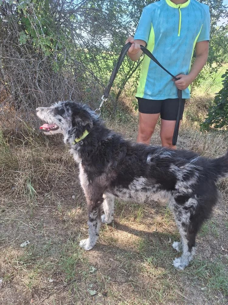 Titusz, male Mixed Breed for adoption at Vackoló Állatmenhely Veszprém, Vackolo photo 4