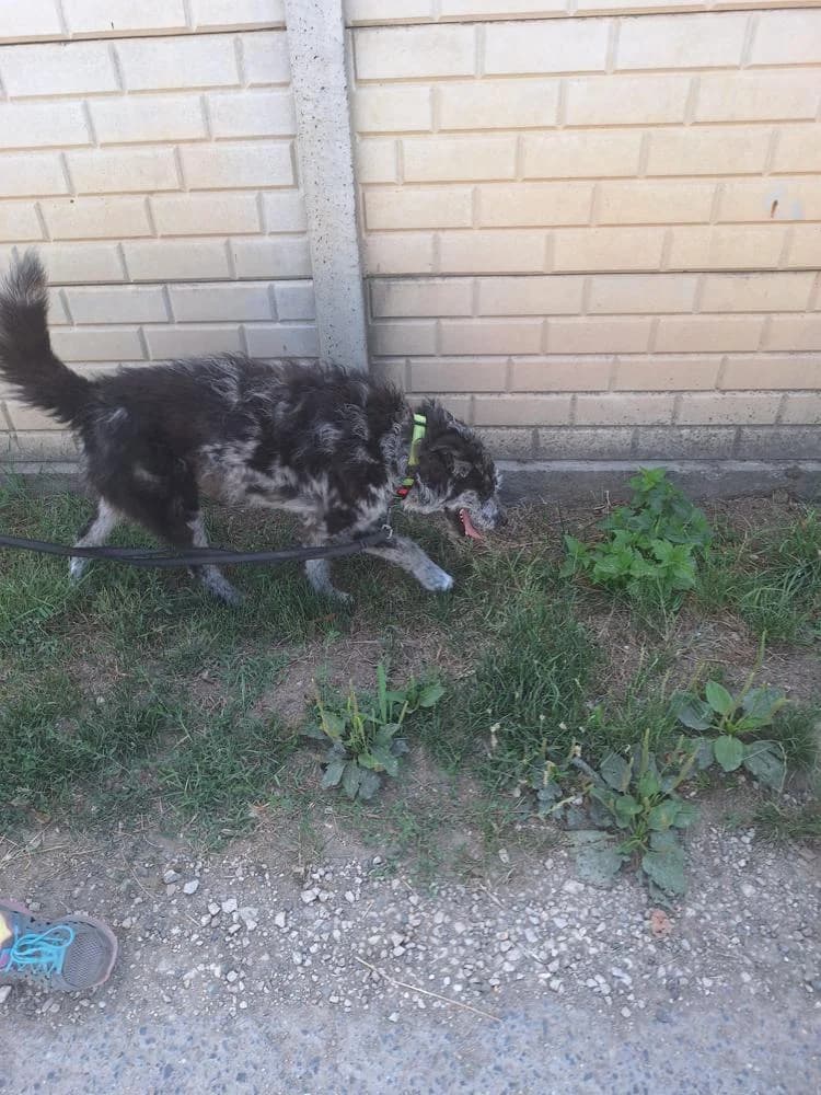 Titusz, male Mixed Breed for adoption at Vackoló Állatmenhely Veszprém, Vackolo photo 5