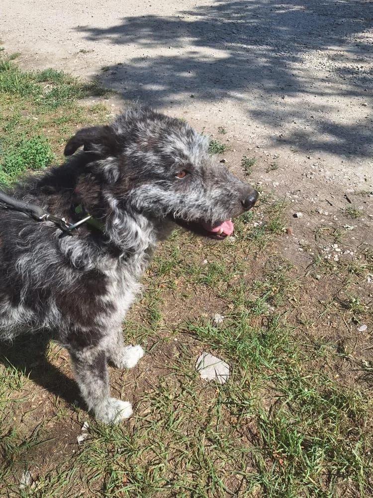 Titusz, male Mixed Breed for adoption at Vackoló Állatmenhely Veszprém, Vackolo photo 7