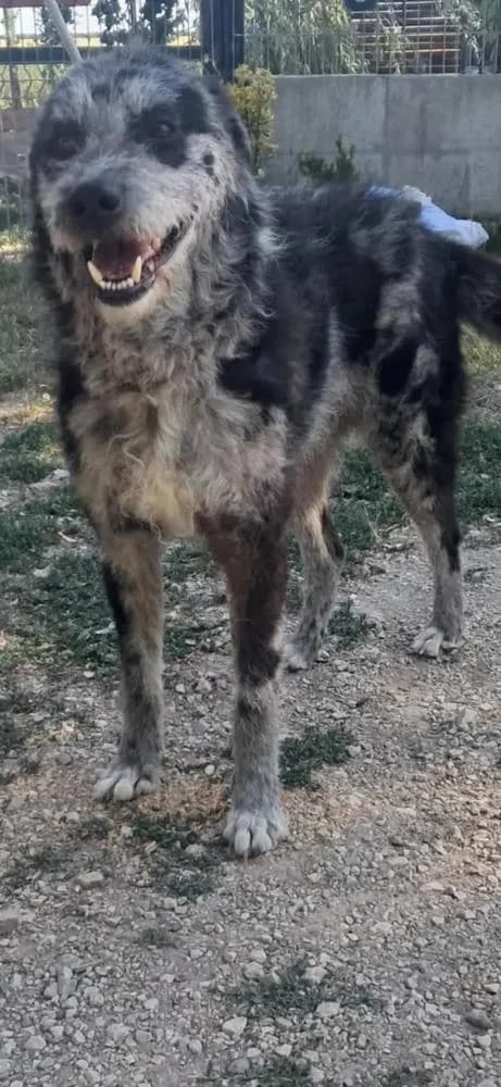 Titusz, male Mixed Breed for adoption at Vackoló Állatmenhely Veszprém, Vackolo photo 8