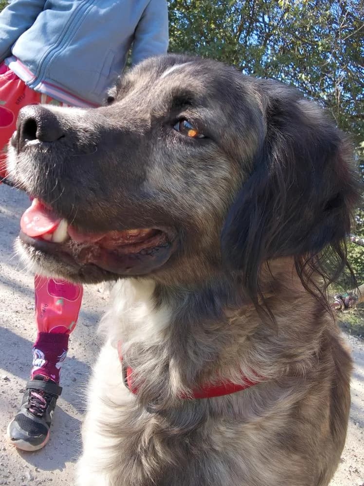 Peti, male Mixed Breed for adoption at Vackoló Állatmenhely Veszprém, Vackolo photo 2