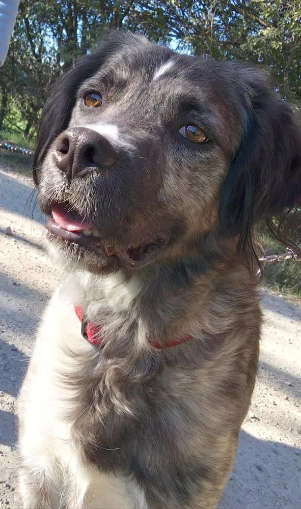Peti, male Mixed Breed for adoption at Vackoló Állatmenhely Veszprém, Vackolo photo 4