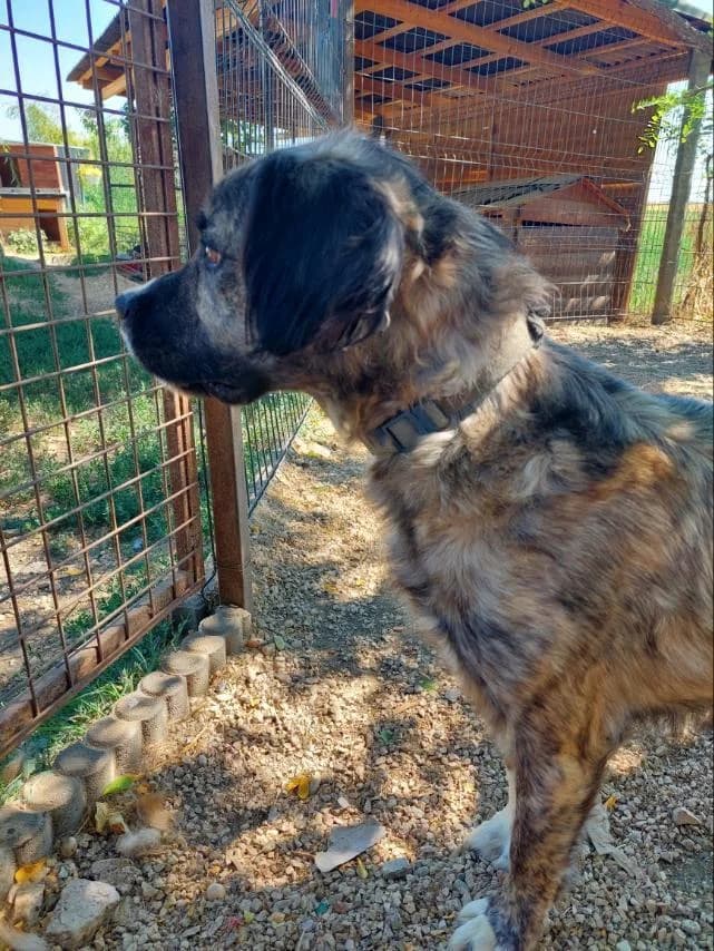 Peti, male Mixed Breed for adoption at Vackoló Állatmenhely Veszprém, Vackolo photo 5