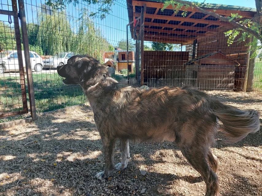 Peti, male Mixed Breed for adoption at Vackoló Állatmenhely Veszprém, Vackolo photo 6