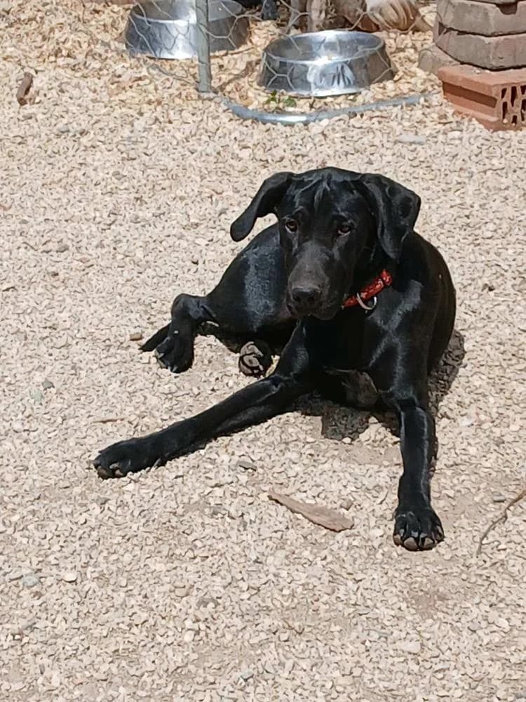 Amaja, female Mixed Breed for adoption at Vackoló Állatmenhely Veszprém, Vackolo photo 2