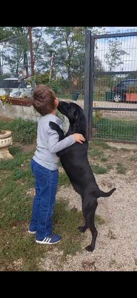 Amaja, female Mixed Breed for adoption at Vackoló Állatmenhely Veszprém, Vackolo photo 4