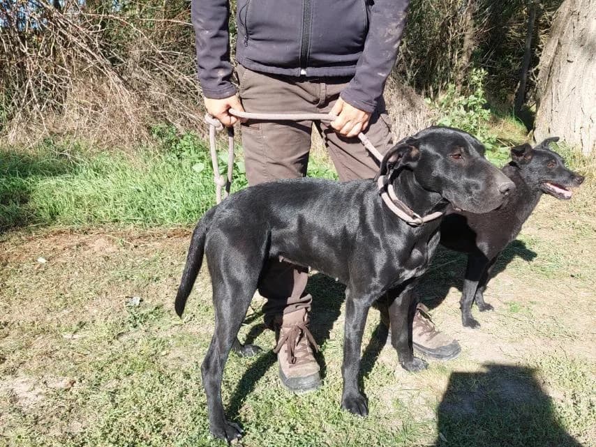 Amaja, female Mixed Breed for adoption at Vackoló Állatmenhely Veszprém, Vackolo photo 5