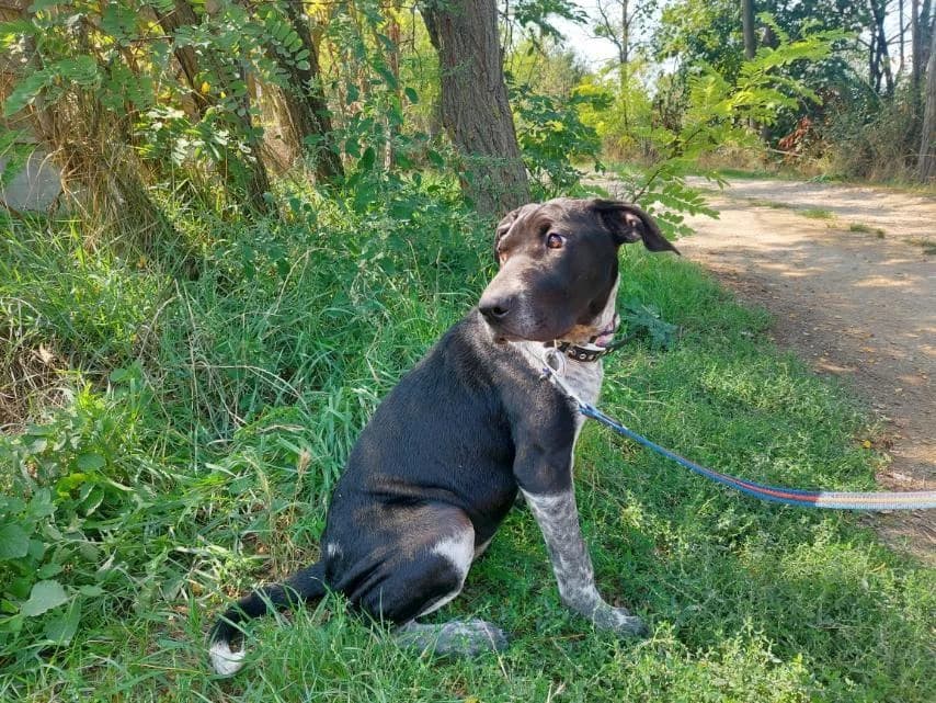 Akril, female Mixed Breed for adoption at Vackoló Állatmenhely Veszprém, Vackolo photo 2