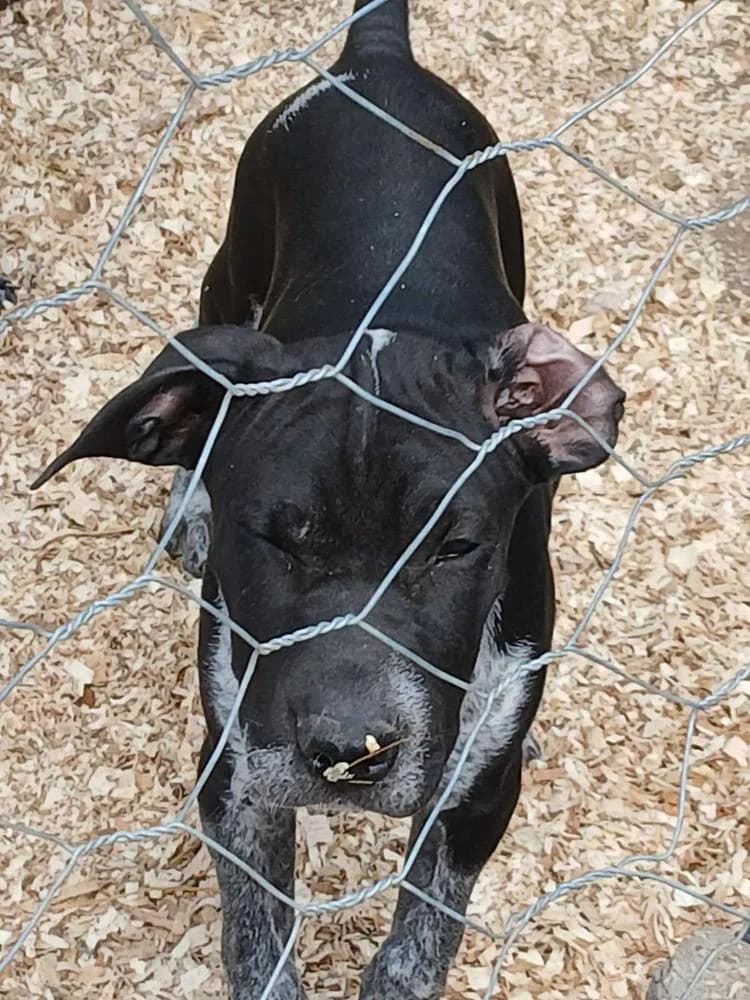 Akril, female Mixed Breed for adoption at Vackoló Állatmenhely Veszprém, Vackolo photo 4