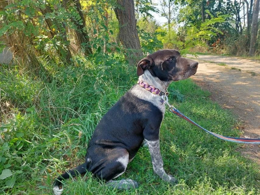 Akril, female Mixed Breed for adoption at Vackoló Állatmenhely Veszprém, Vackolo photo 5