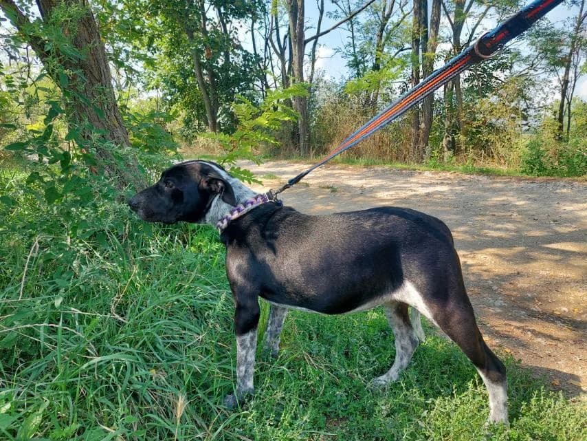 Akril, female Mixed Breed for adoption at Vackoló Állatmenhely Veszprém, Vackolo photo 6