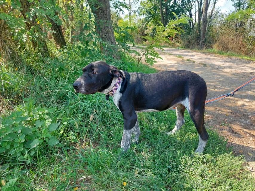 Akril, female Mixed Breed for adoption at Vackoló Állatmenhely Veszprém, Vackolo photo 7
