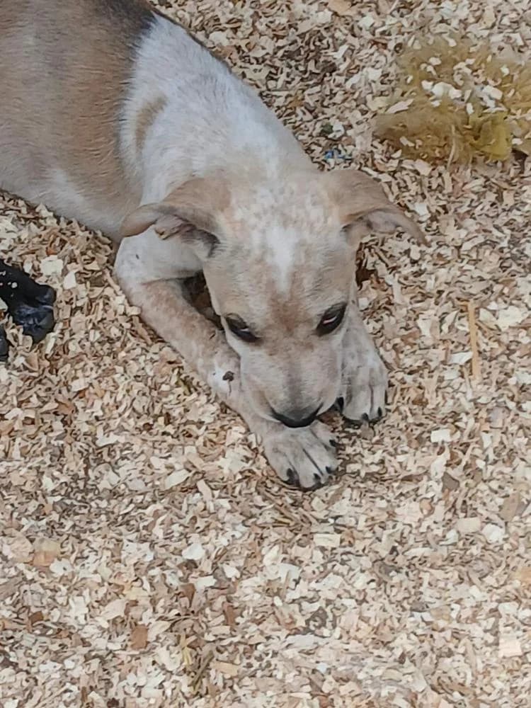 Akira, female Mixed Breed for adoption at Vackoló Állatmenhely Veszprém, Vackolo photo 2
