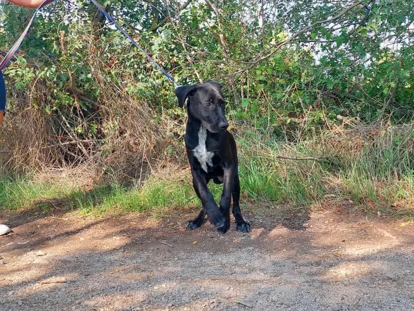 Akeno, male Mixed Breed for adoption at Vackoló Állatmenhely Veszprém, Vackolo photo 2