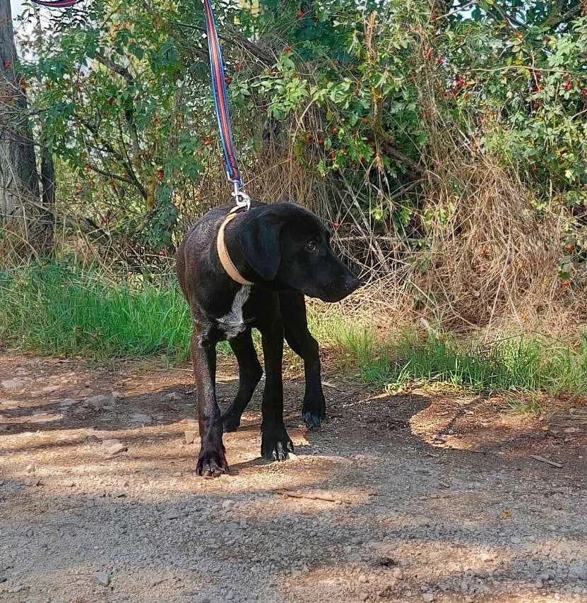Akeno, male Mixed Breed for adoption at Vackoló Állatmenhely Veszprém, Vackolo photo 4