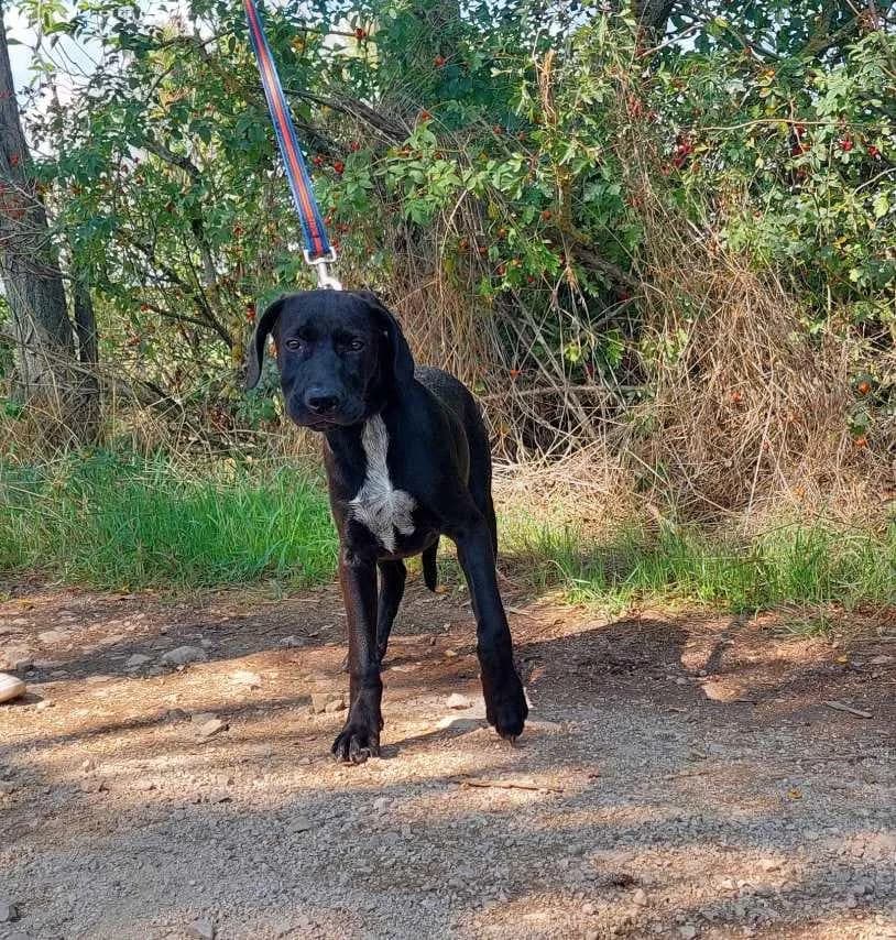Akeno, male Mixed Breed for adoption at Vackoló Állatmenhely Veszprém, Vackolo photo 5