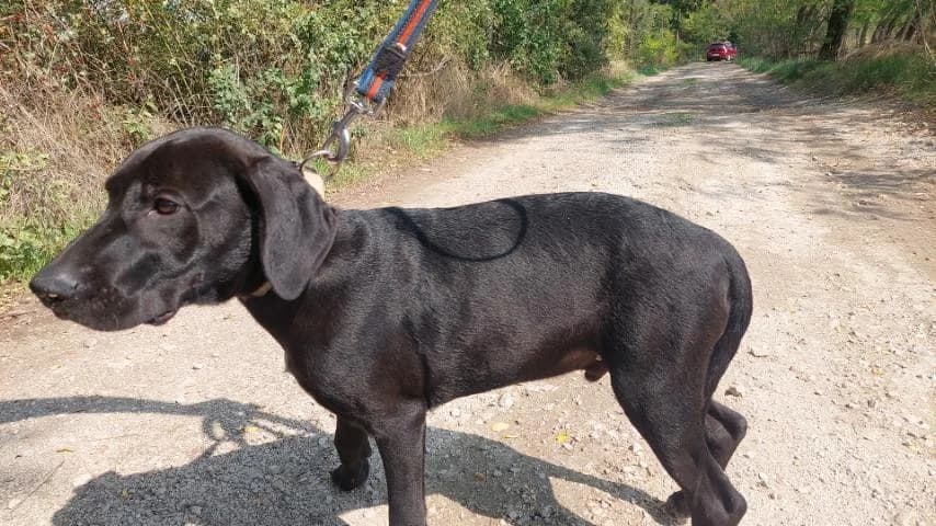 Akeno, male Mixed Breed for adoption at Vackoló Állatmenhely Veszprém, Vackolo photo 6
