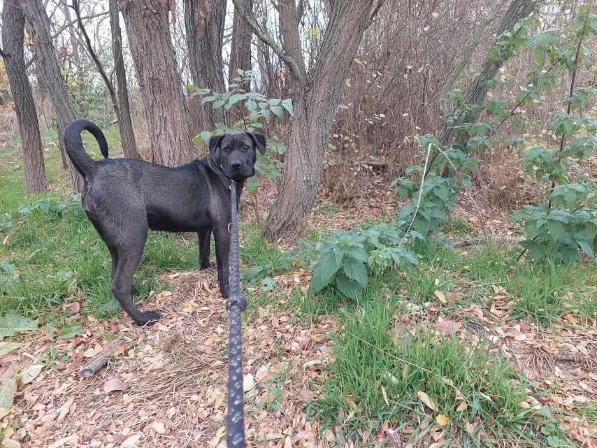Apacs, female Mixed Breed for adoption at Vackoló Állatmenhely Veszprém, Vackolo photo 2