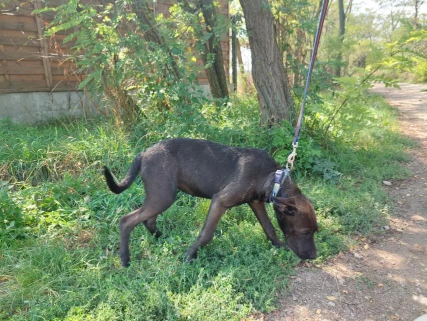 Apacs, female Mixed Breed for adoption at Vackoló Állatmenhely Veszprém, Vackolo photo 4